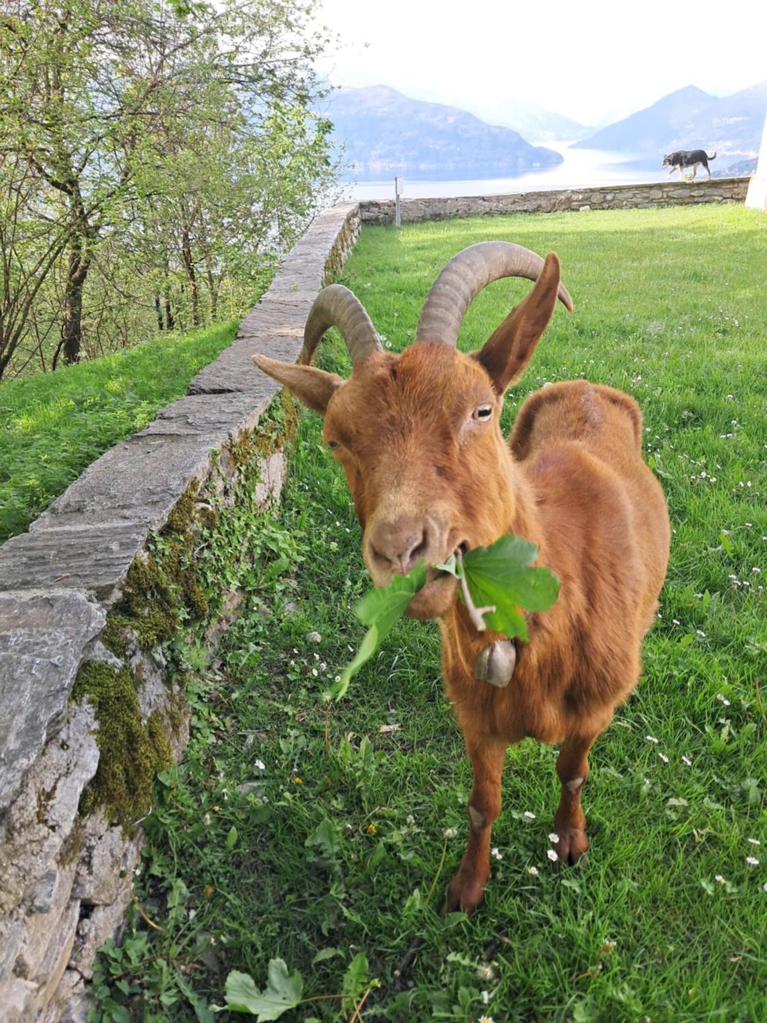 La Stanza Del Bosco Arcumeggia Exterior foto